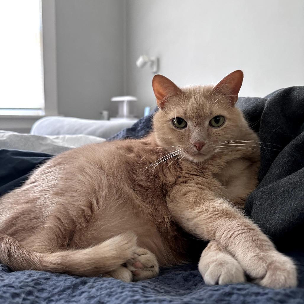 Enlarge Bubble Boy, a Adoptable Domestic Short Hair in St. Paul, MN image 4/6