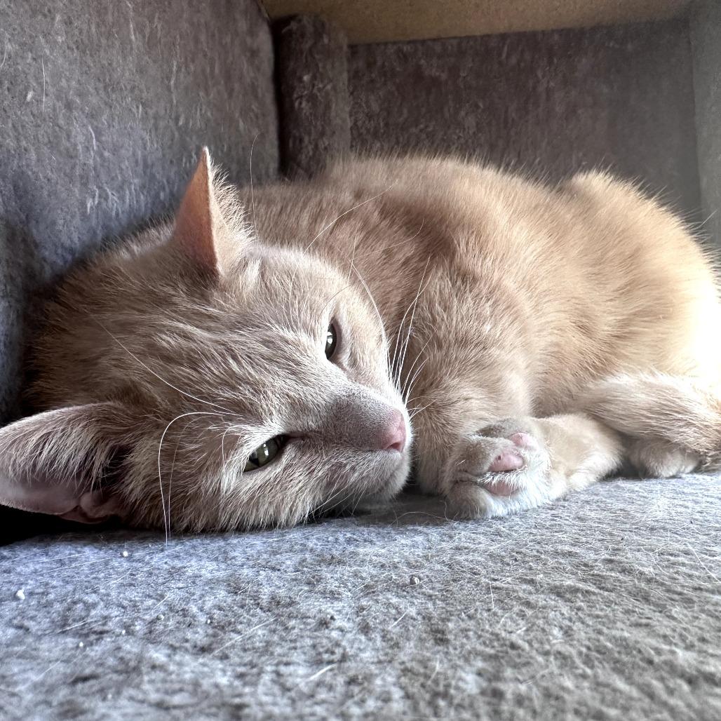 Enlarge Bubble Boy, a Adoptable Domestic Short Hair in St. Paul, MN image 5/6