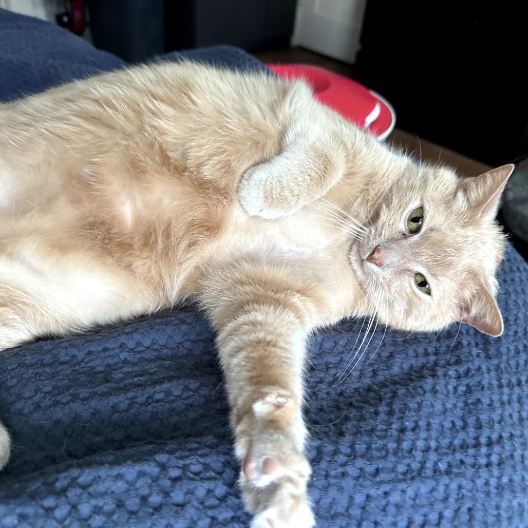 Enlarge Bubble Boy, a Adoptable Domestic Short Hair in St. Paul, MN image 6/6