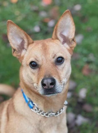 Enlarge Poppy, a Adoptable mixed breed in Vancouver, BC image 1/3