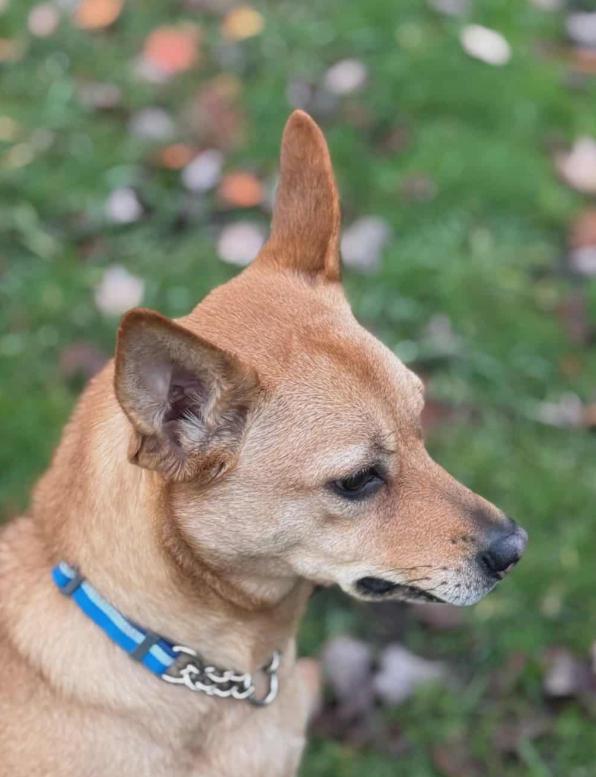 Enlarge Poppy, a Adoptable mixed breed in Vancouver, BC image 3/3