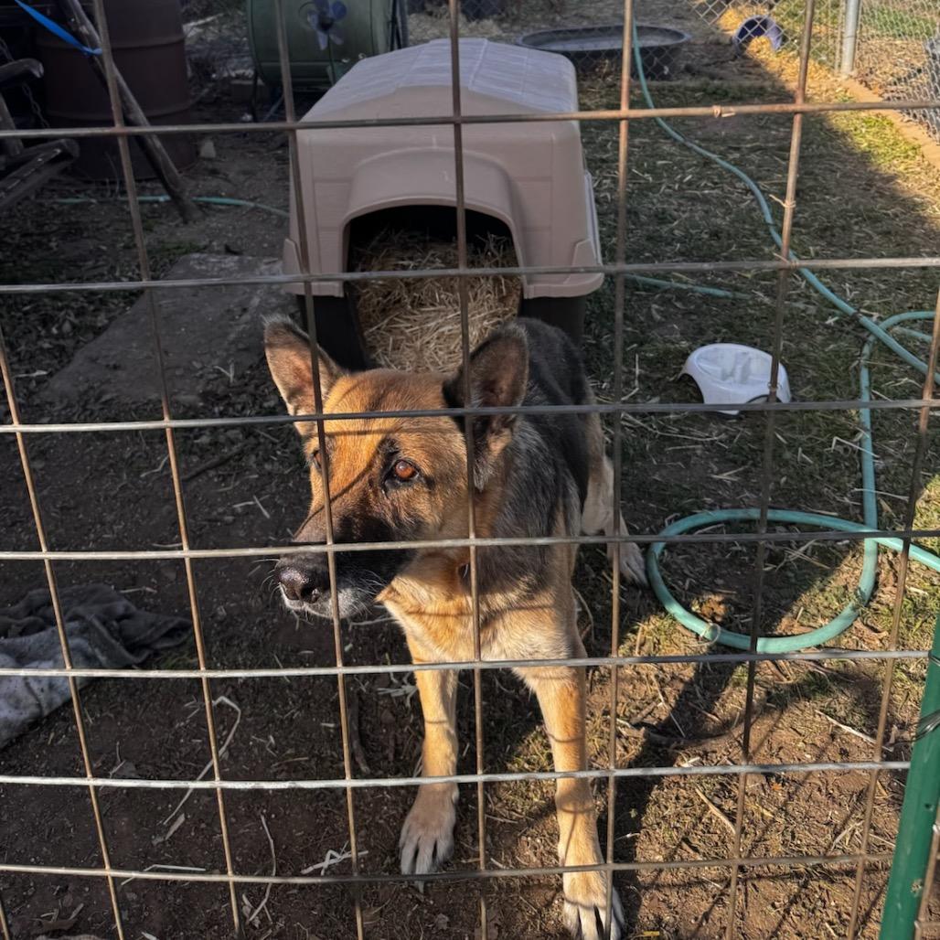 Enlarge Lottie, a Adoptable German Shepherd Dog in Waco, TX image 1/2