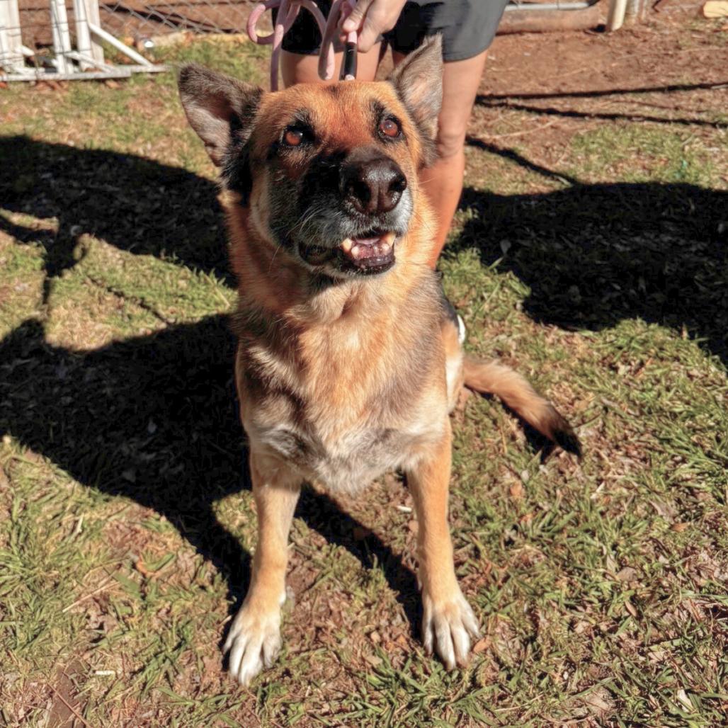 Enlarge Lottie, a Adoptable German Shepherd Dog in Waco, TX image 2/2