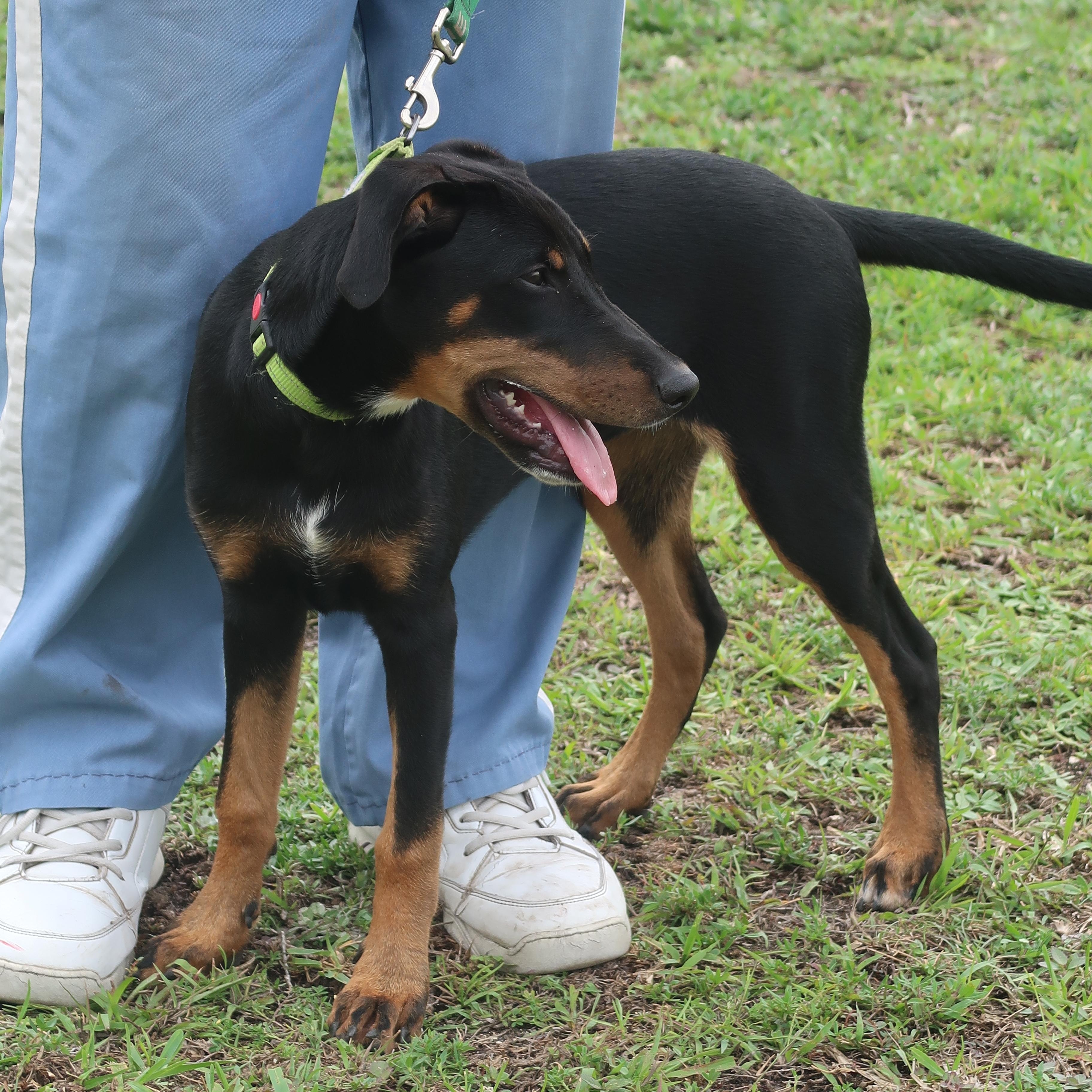 Suzy Q - TRAINED PUPPY, a ADOPTABLE mixed breed in Miami, FL image 2/2