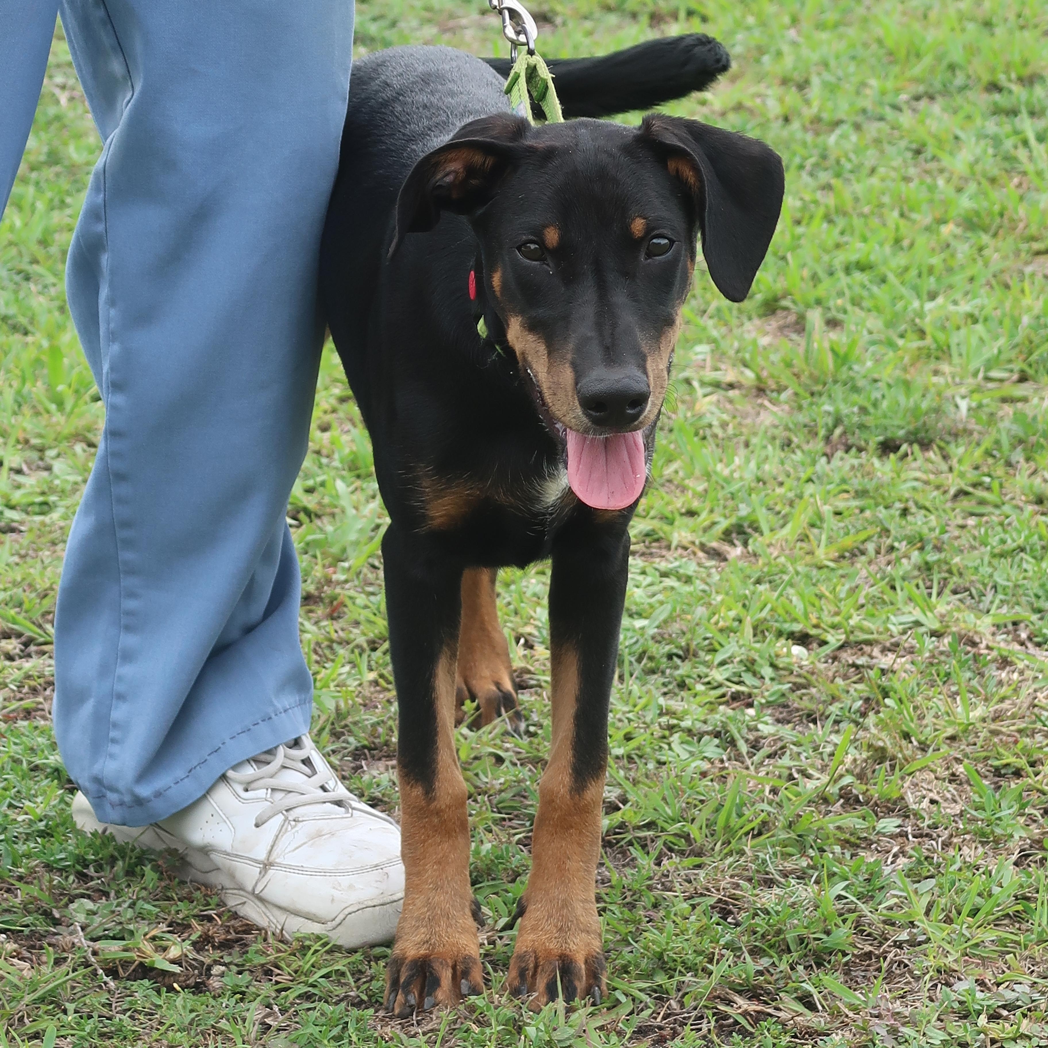 Suzy Q - TRAINED PUPPY, ADOPTABLE, Puppy Female Doberman Pinscher & Australian Cattle Dog / Blue Heeler.