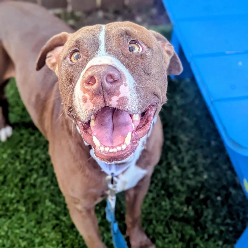 Quint, Adoptable, Adult Male Mixed Breed.