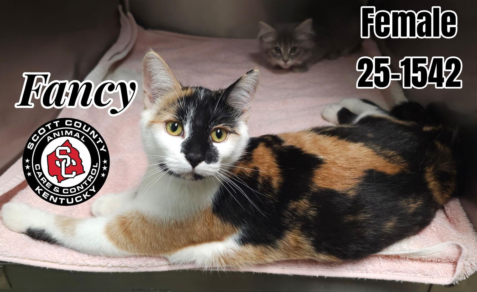 Fancy, Adoptable, Young Female Domestic Short Hair.