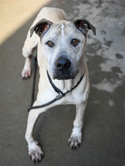 Paulo — thumbnail 3