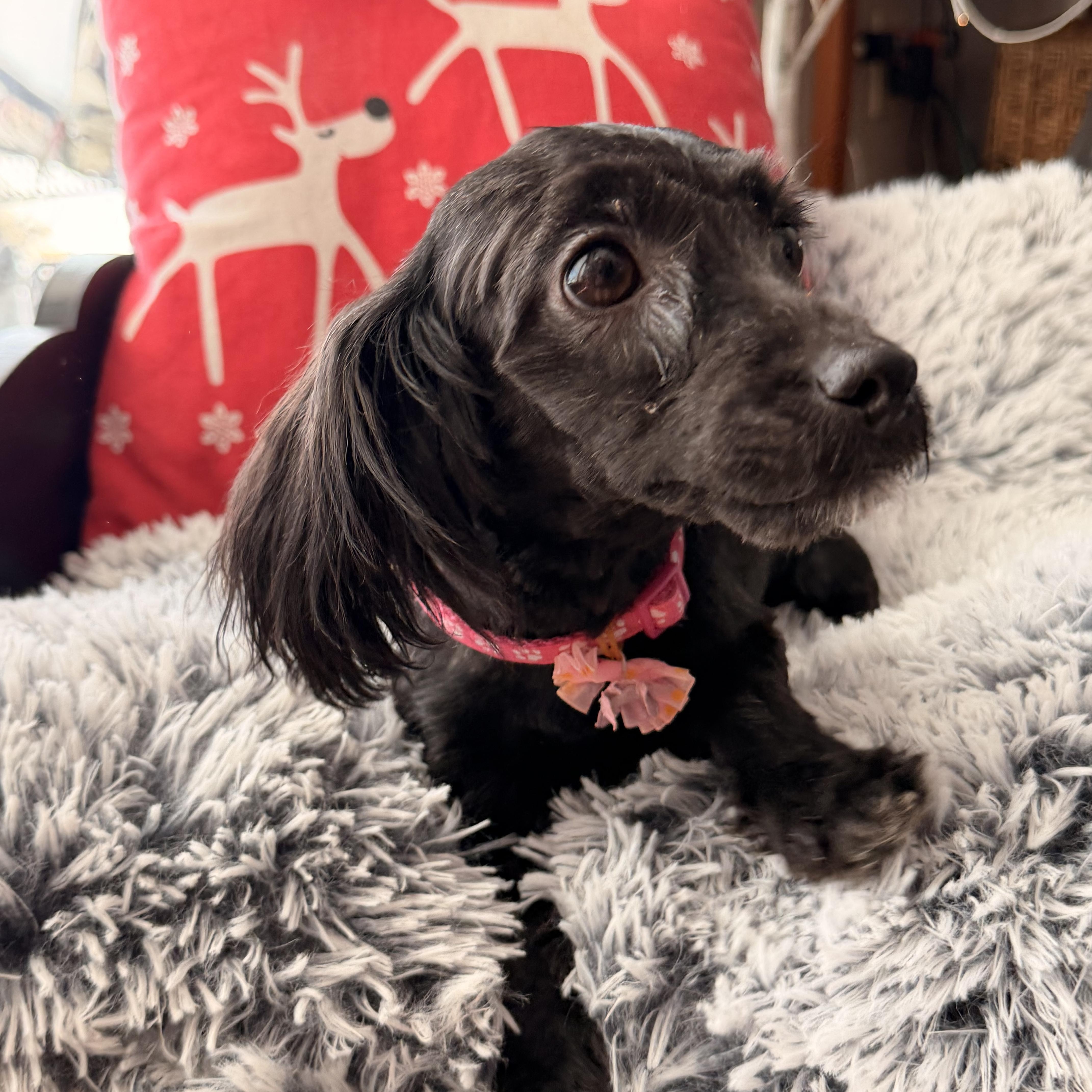 Enlarge Noel , an adoption pending mixed breed in North Freedom, WI image 1/3