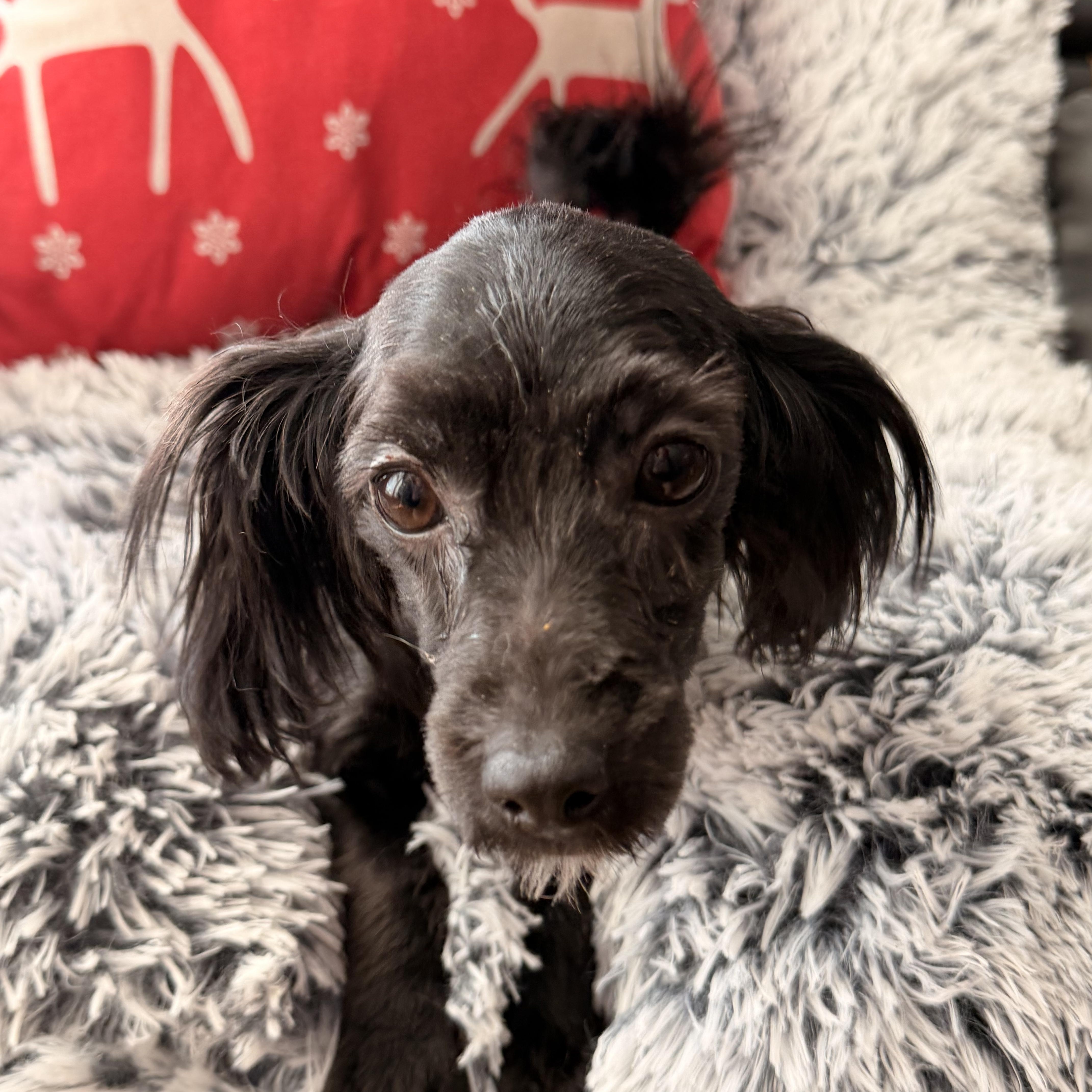 Enlarge Noel , an adoption pending mixed breed in North Freedom, WI image 2/3