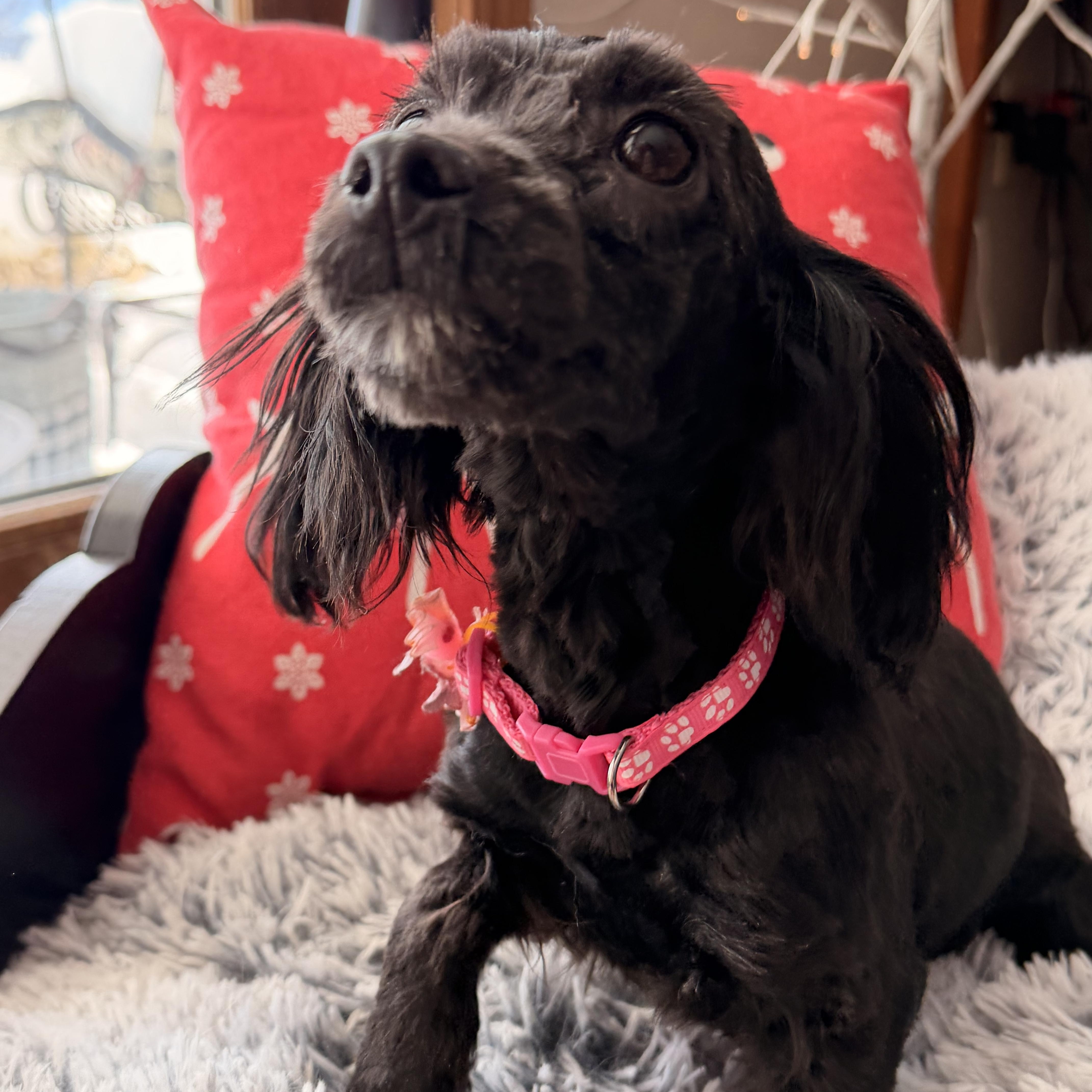 Enlarge Noel , an adoption pending mixed breed in North Freedom, WI image 3/3