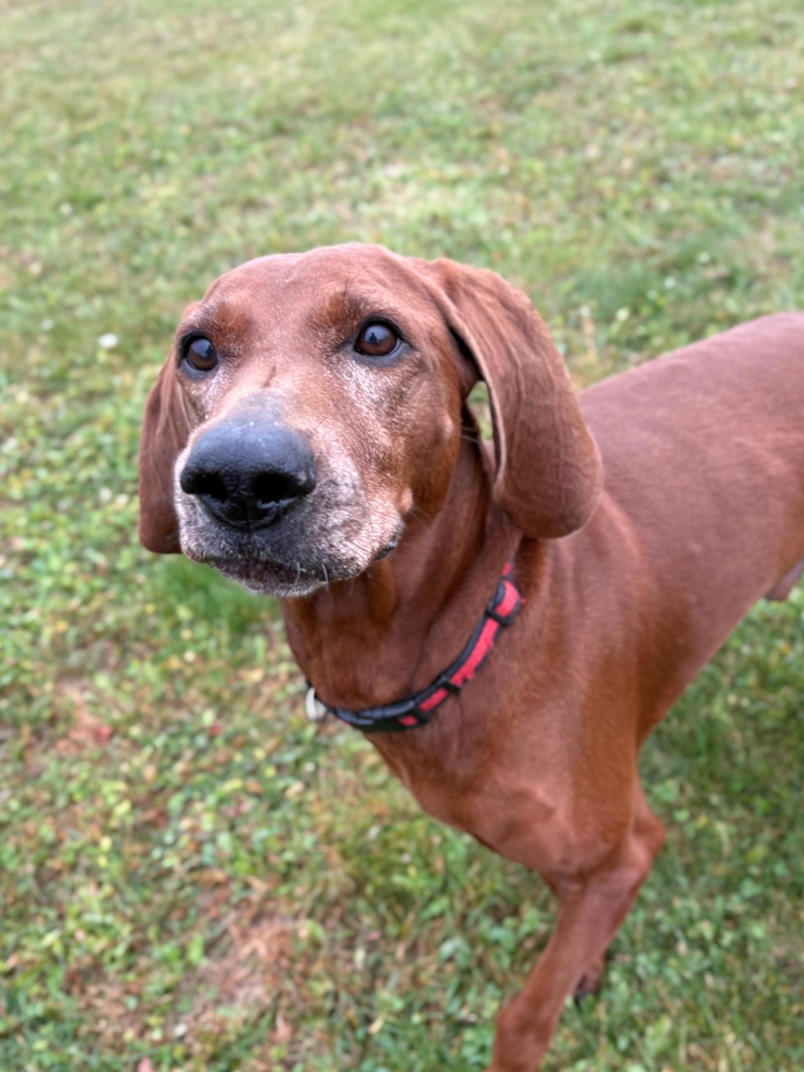 Enlarge Copper, a Adoptable Redbone Coonhound in Ionia, MI image 6/6