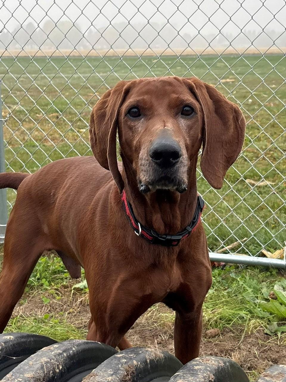 Enlarge Copper, a Adoptable Redbone Coonhound in Ionia, MI image 3/6