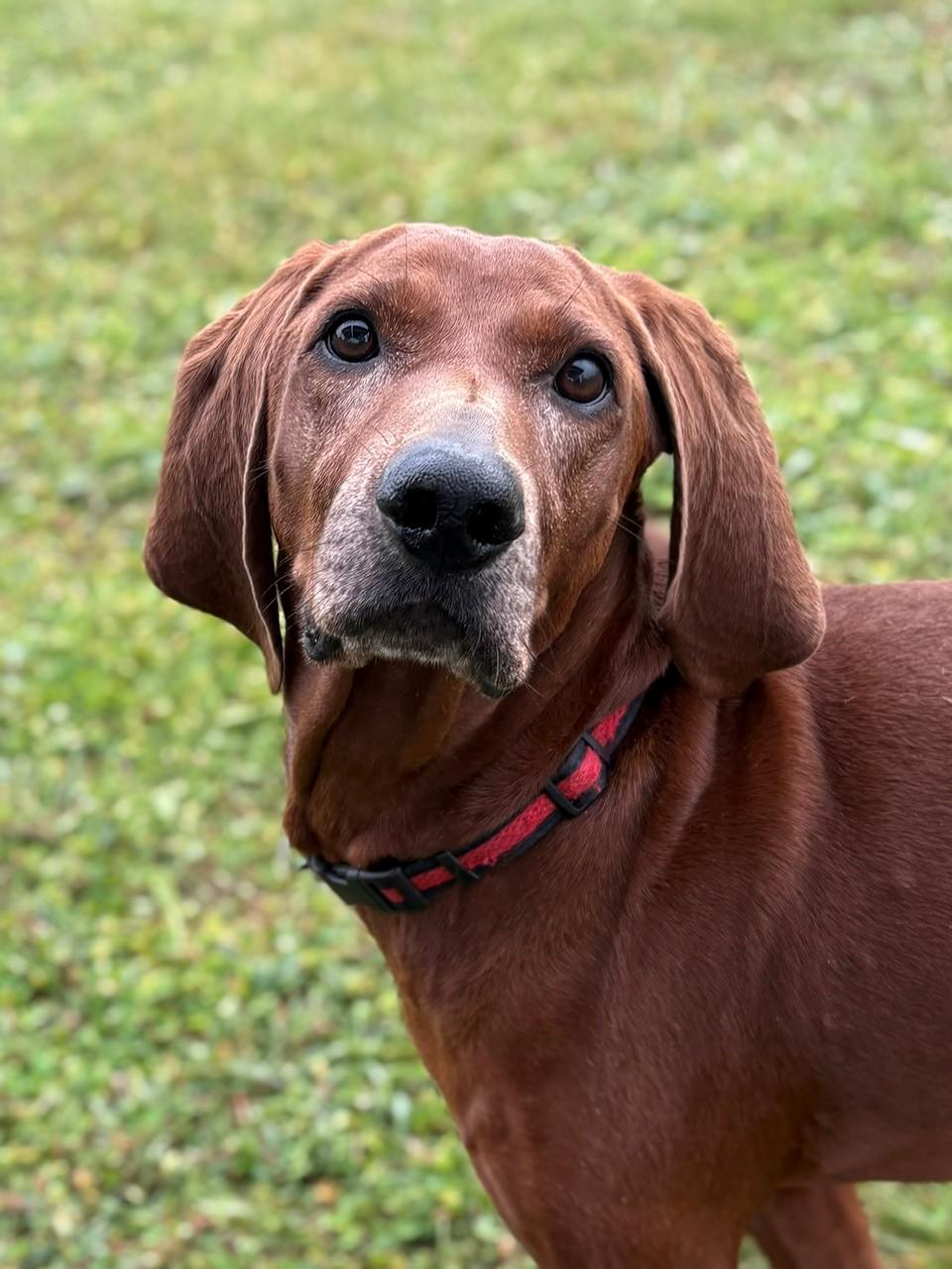 Enlarge Copper, a Adoptable Redbone Coonhound in Ionia, MI image 1/6