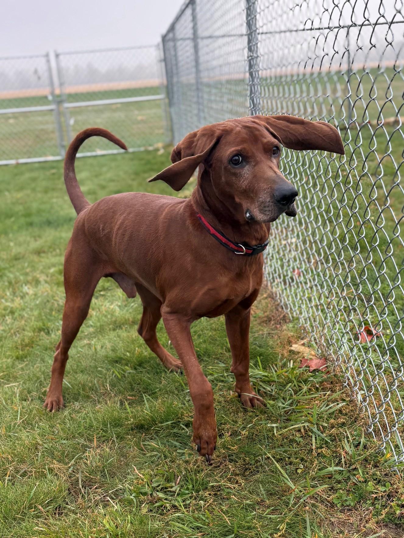 Enlarge Copper, a Adoptable Redbone Coonhound in Ionia, MI image 2/6