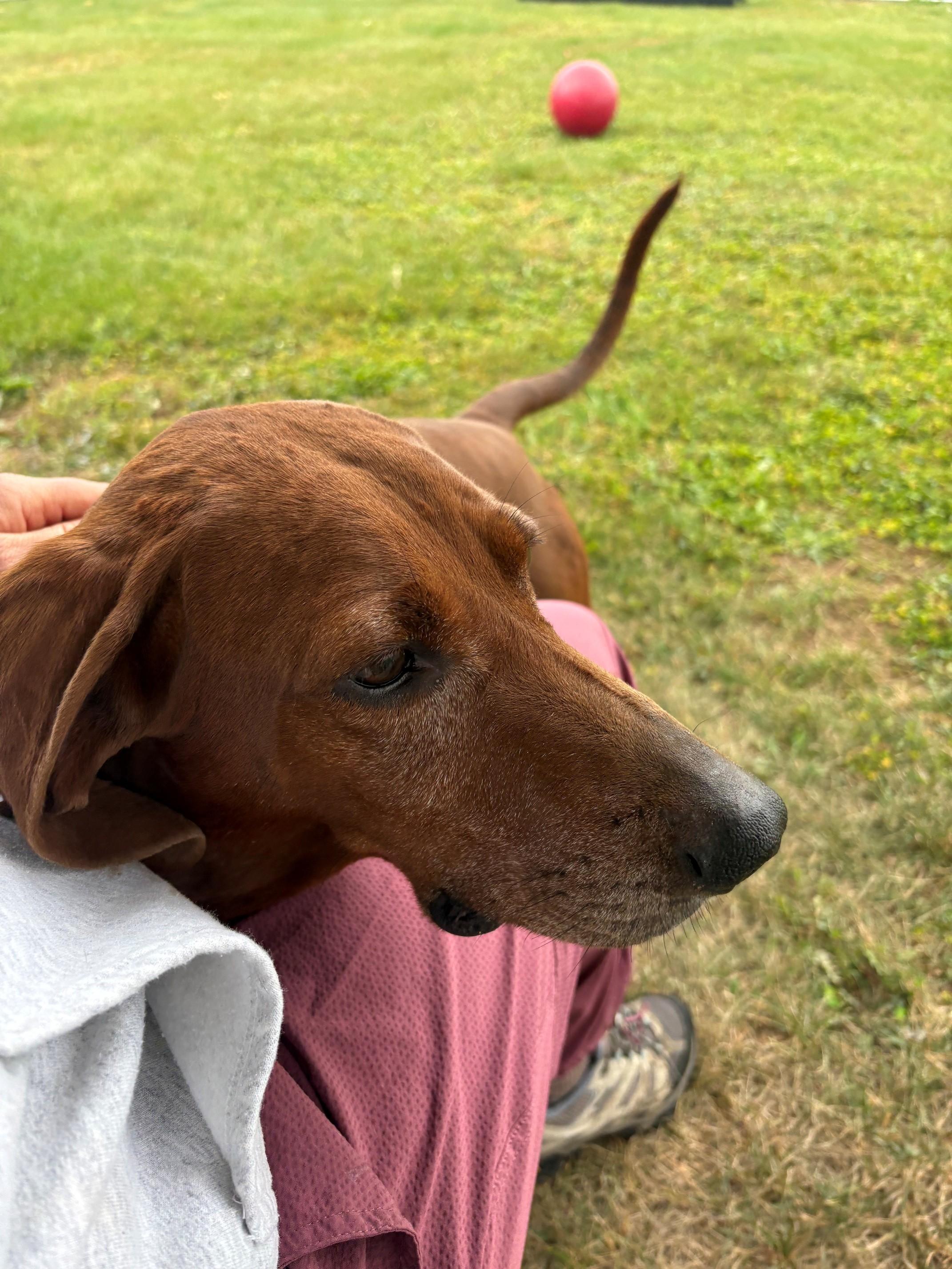Enlarge Copper, a Adoptable Redbone Coonhound in Ionia, MI image 5/6