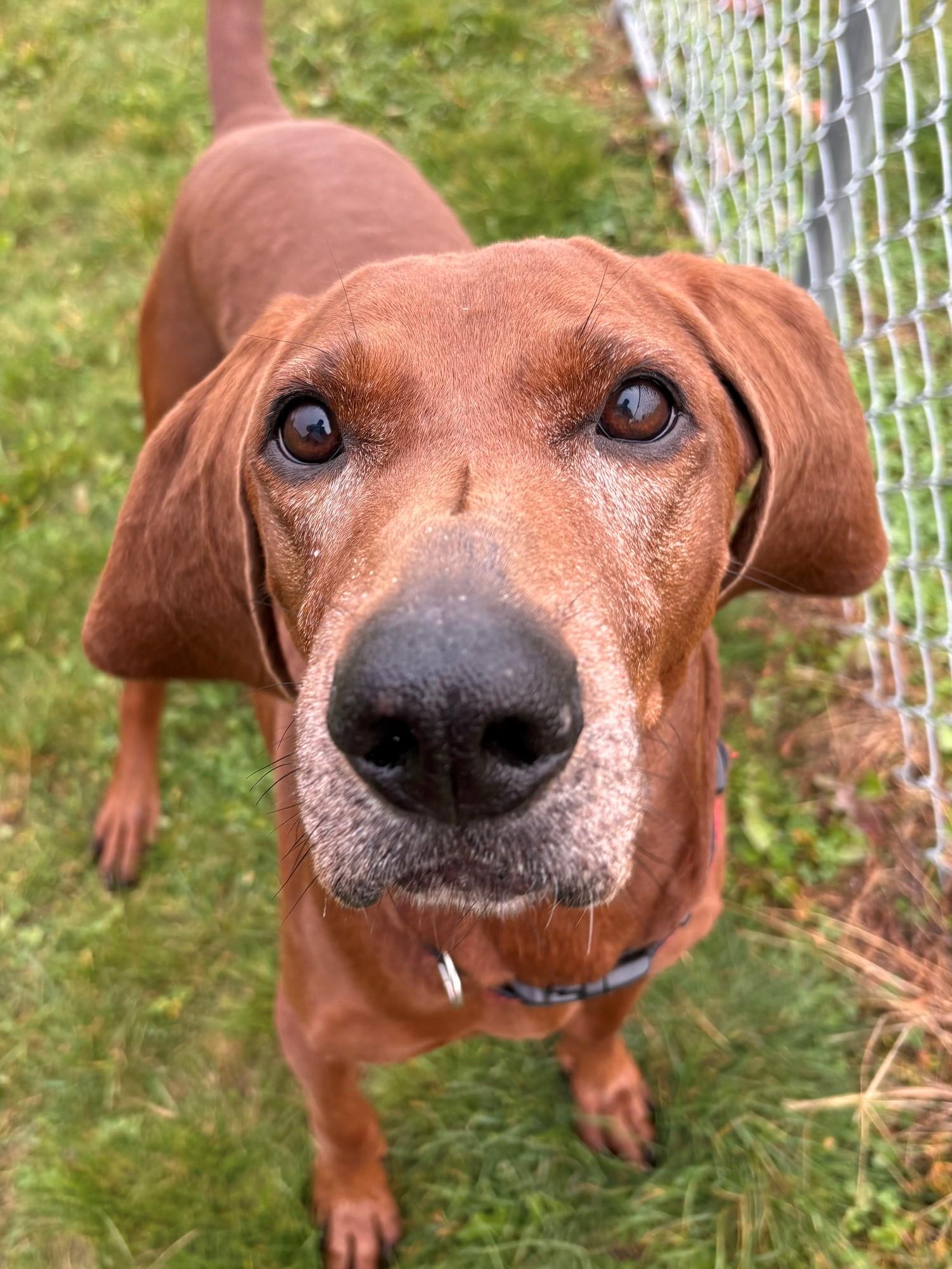 Enlarge Copper, a Adoptable Redbone Coonhound in Ionia, MI image 4/6