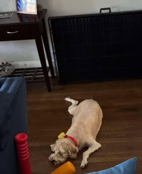 Enlarge Ginger, a other mixed breed in Orlando, FL image 3/6