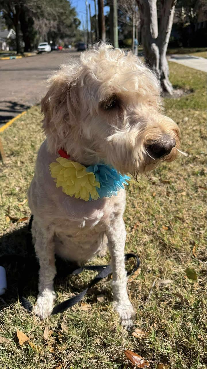 Enlarge Ginger, a other mixed breed in Orlando, FL image 2/6