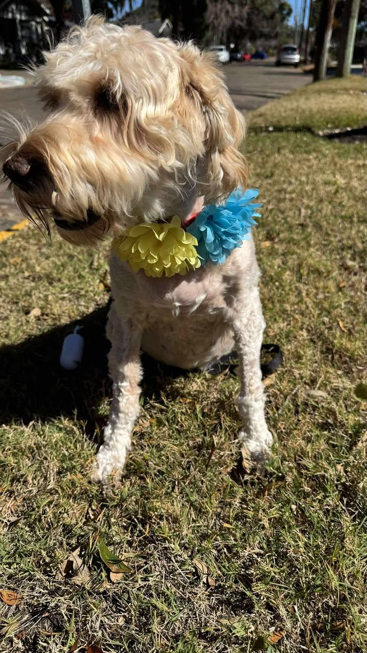 Enlarge Ginger, a other mixed breed in Orlando, FL image 5/6