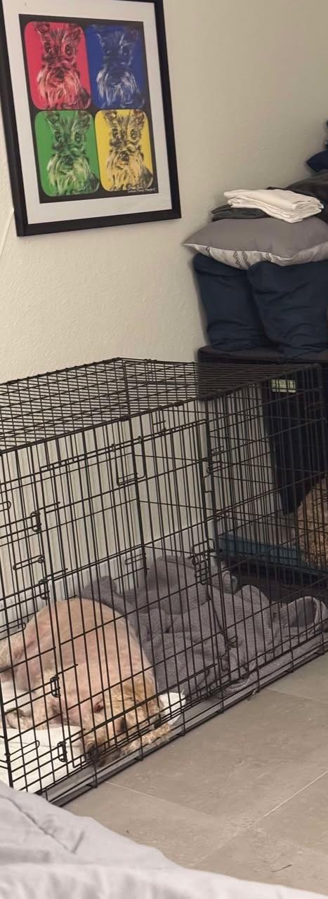 Enlarge Ginger, a other mixed breed in Orlando, FL image 6/6