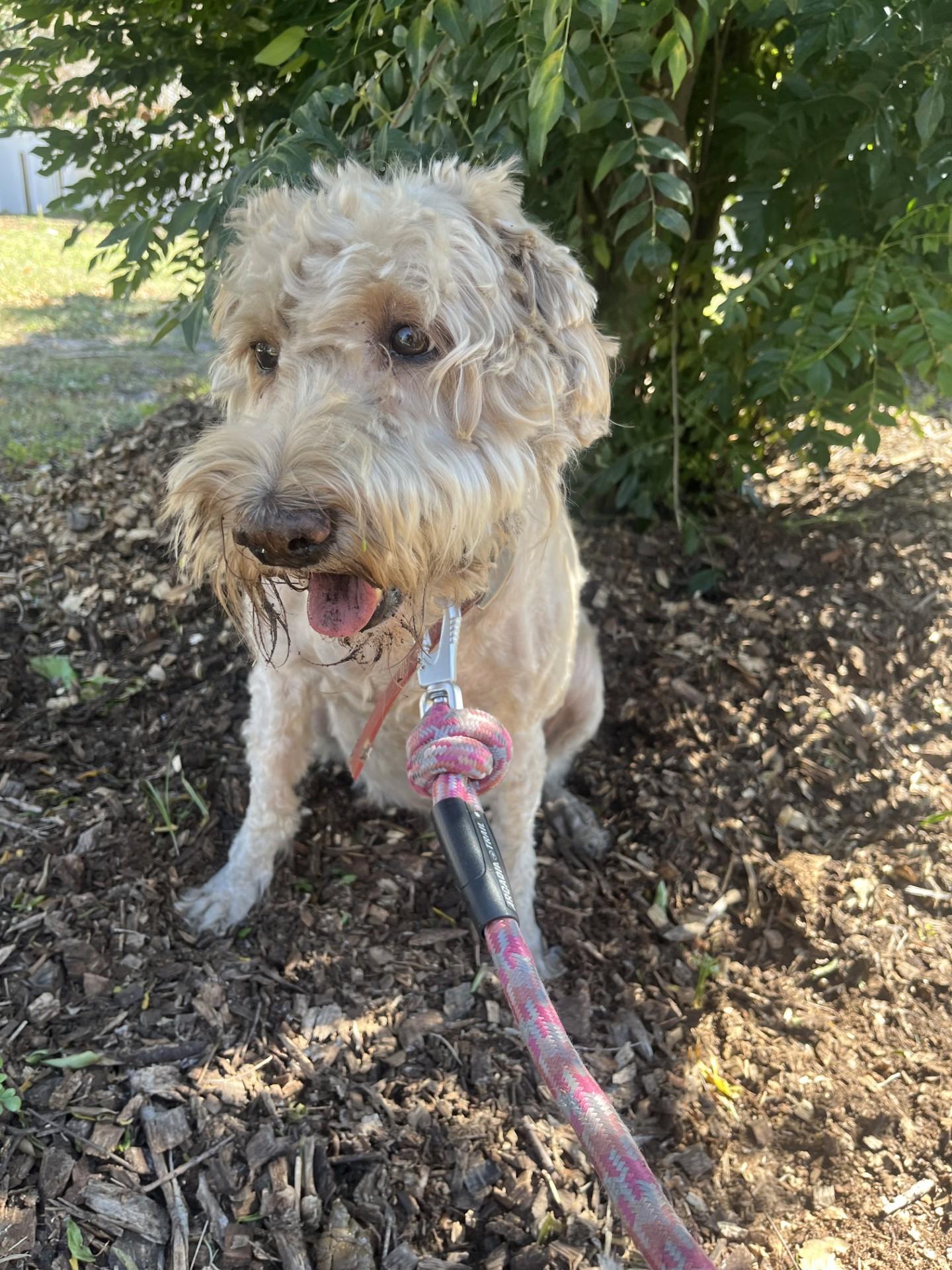 Enlarge Ginger, a other mixed breed in Orlando, FL image 4/6