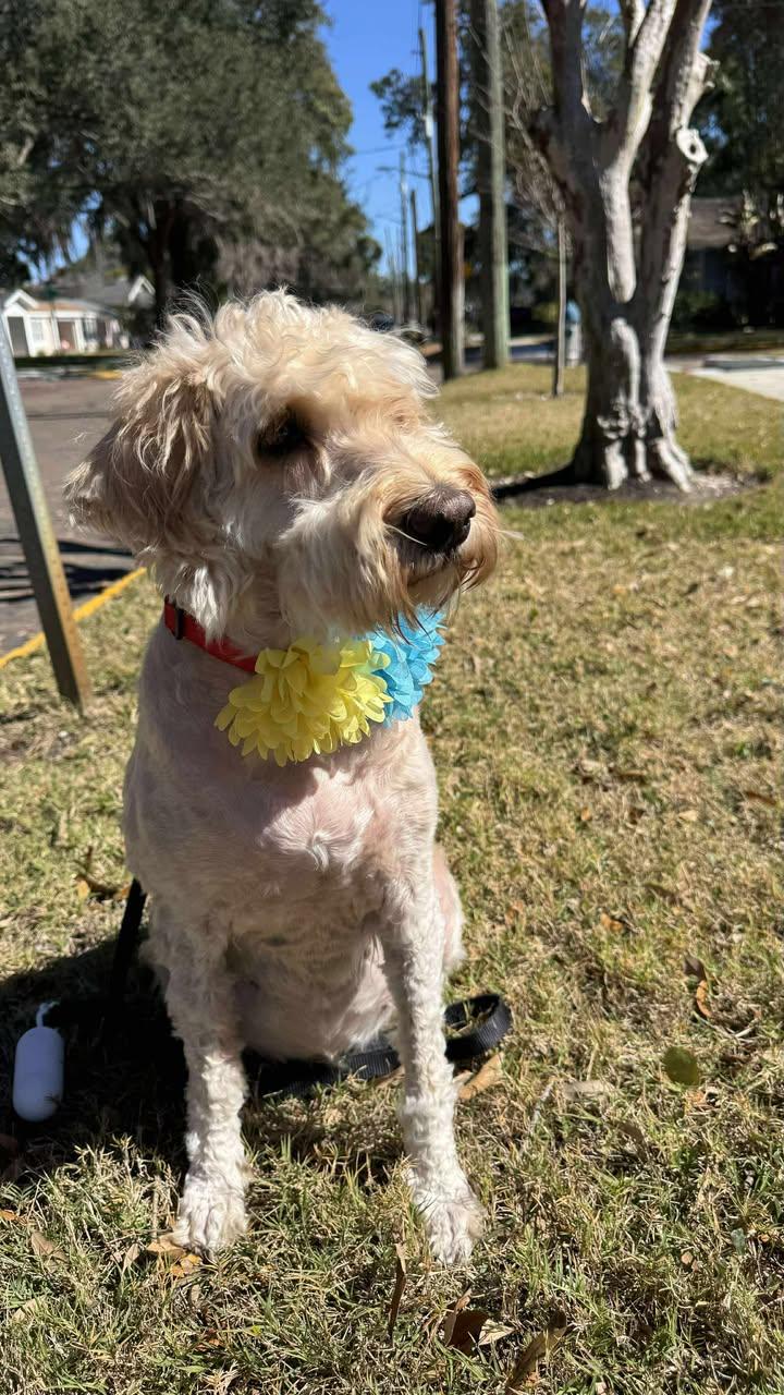 Enlarge Ginger, a other mixed breed in Orlando, FL image 1/6