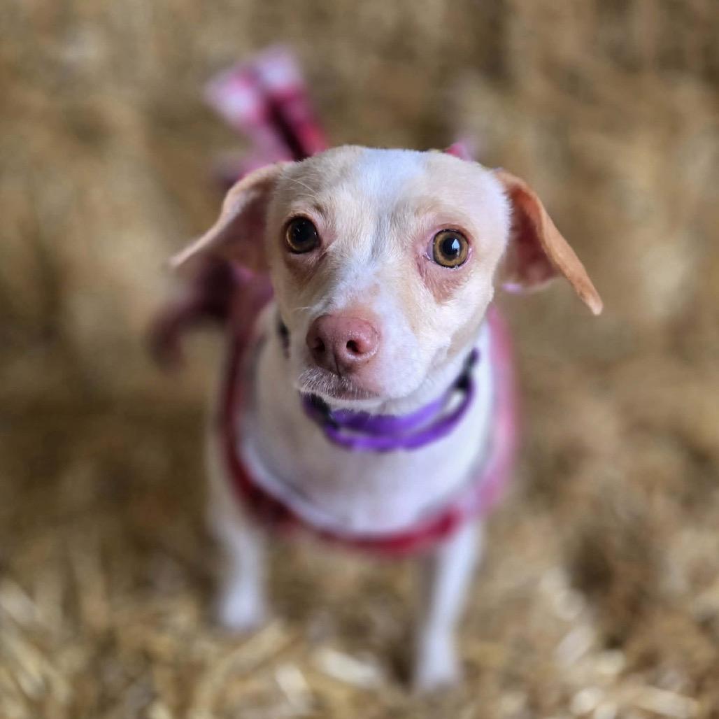 Enlarge Odessa, a Adoptable mixed breed in Hudson, IL image 1/5