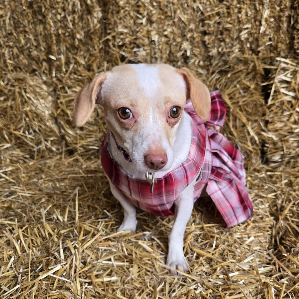 Enlarge Odessa, a Adoptable mixed breed in Hudson, IL image 2/5