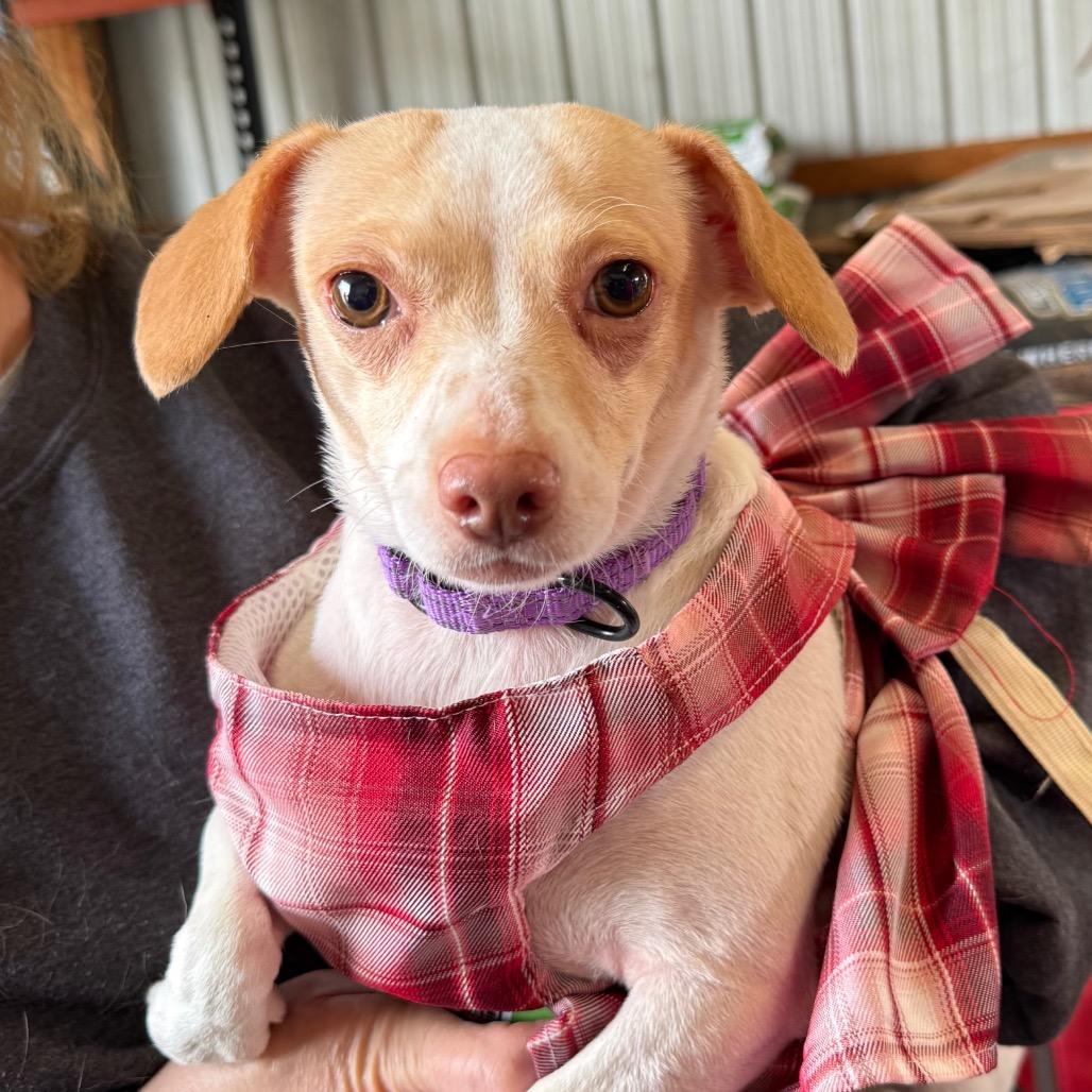 Enlarge Odessa, a Adoptable mixed breed in Hudson, IL image 3/5