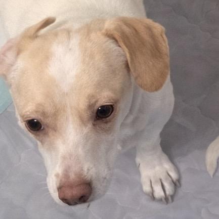 Odessa, Adoptable, Adult Female Chihuahua & Dachshund.