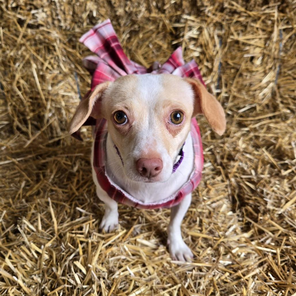 Enlarge Odessa, a Adoptable mixed breed in Hudson, IL image 5/5