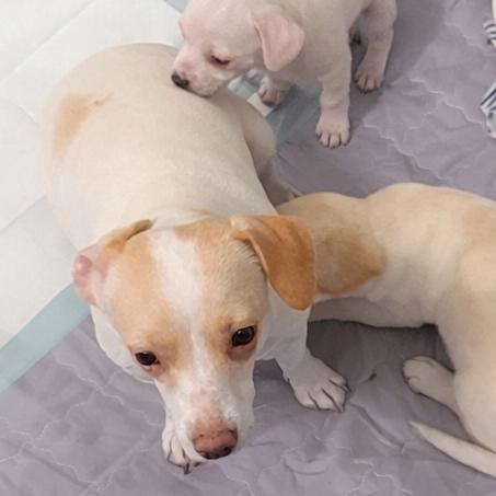 Enlarge Odessa, a Adoptable mixed breed in Hudson, IL image 2/2