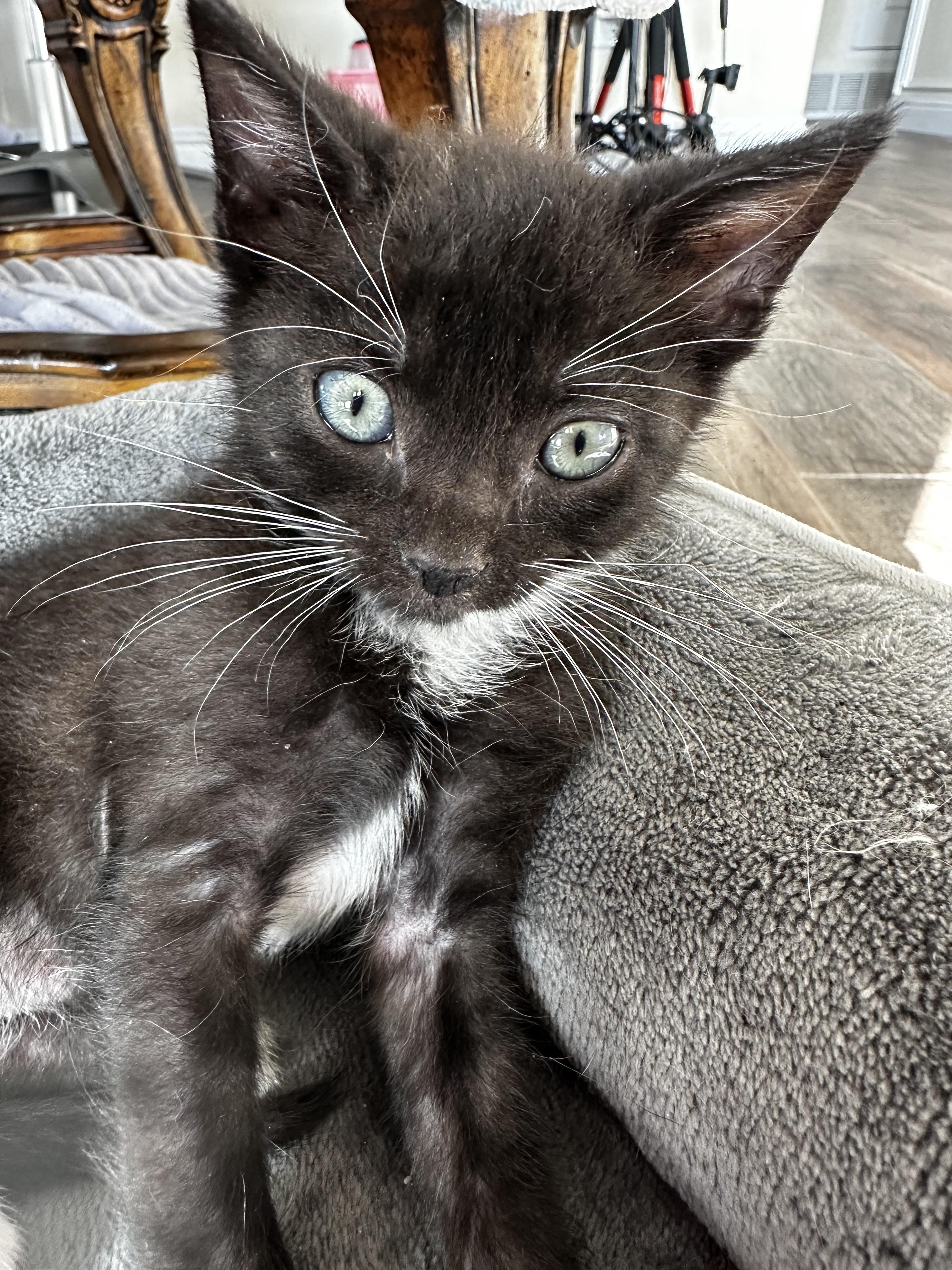 Nomad, Adoptable, Kitten Male Domestic Short Hair.