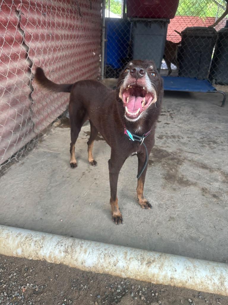 Enlarge Jet, a Adoptable mixed breed in Sacramento, CA image 4/6