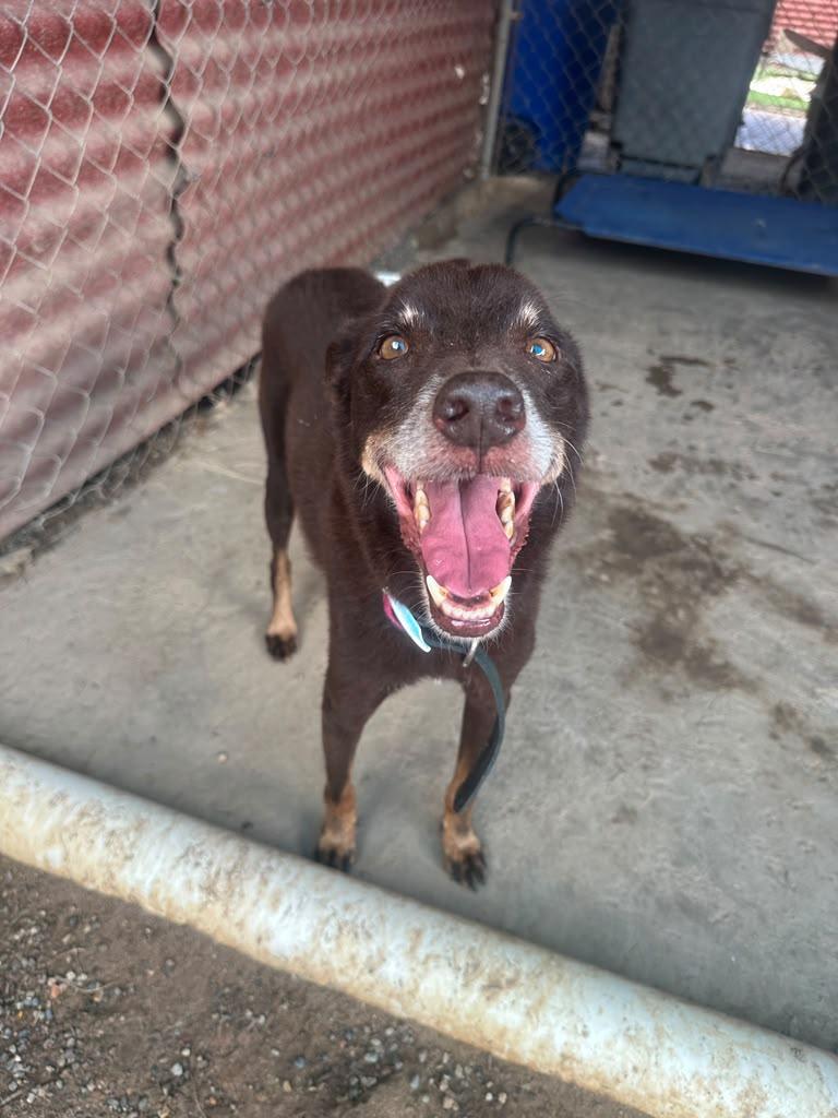 Enlarge Jet, a Adoptable mixed breed in Sacramento, CA image 6/6