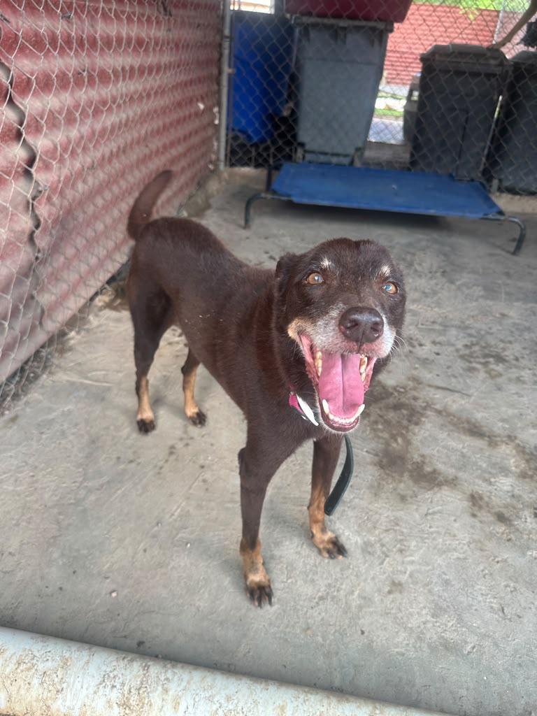 Enlarge Jet, a Adoptable mixed breed in Sacramento, CA image 5/6