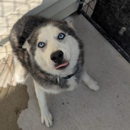 Enlarge Mya, a Adoptable Husky in Blue Earth, MN image 4/4