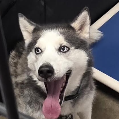 Enlarge Mya, a Adoptable Husky in Blue Earth, MN image 2/4
