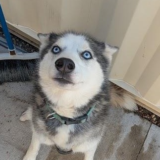 Enlarge Mya, a Adoptable Husky in Blue Earth, MN image 3/4