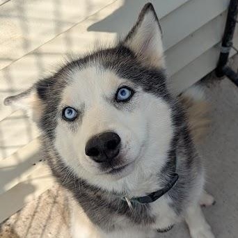 Enlarge Mya, a Adoptable Husky in Blue Earth, MN image 1/4