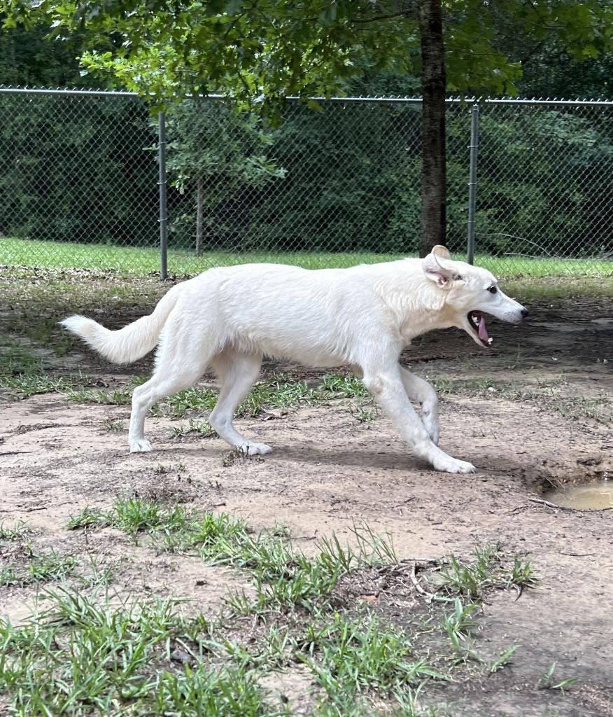 Enlarge Puffin, a Adoptable mixed breed in Nacogdoches, TX image 1/5