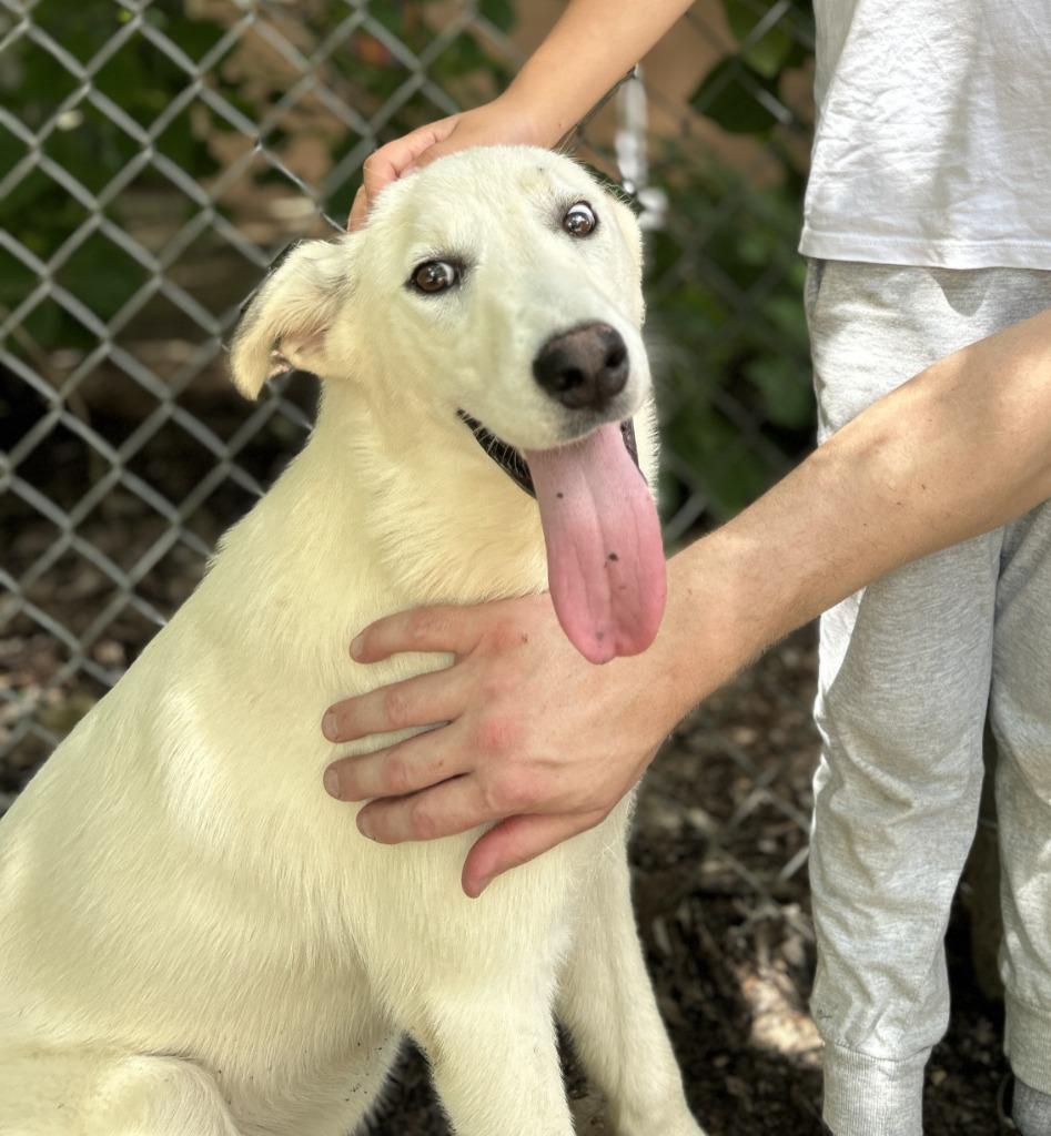 Enlarge Puffin, a Adoptable mixed breed in Nacogdoches, TX image 2/5