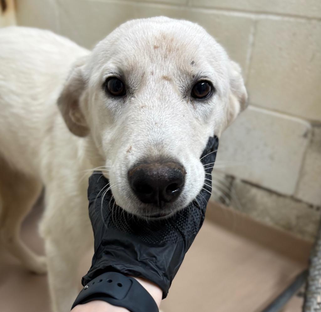 Enlarge Puffin, a Adoptable mixed breed in Nacogdoches, TX image 3/5