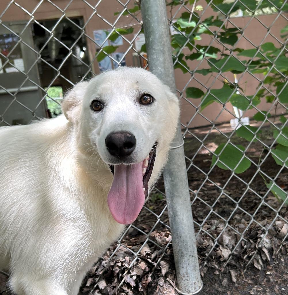 Enlarge Puffin, a Adoptable mixed breed in Nacogdoches, TX image 4/5
