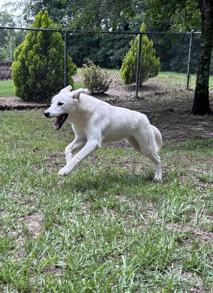 Enlarge Puffin, a Adoptable mixed breed in Nacogdoches, TX image 5/5