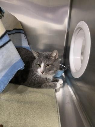 Phantom, Adoptable, Adult Male Domestic Medium Hair & Domestic Short Hair.