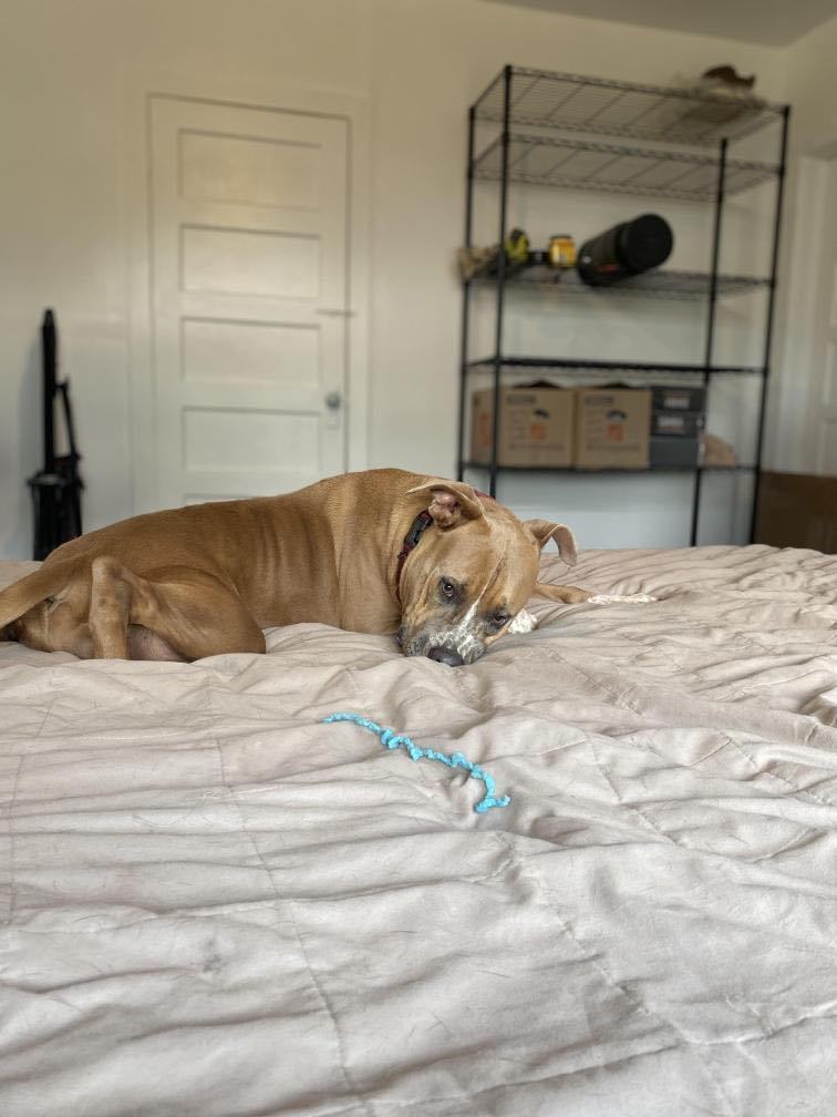 Enlarge Vegas, a Adoptable mixed breed in Pittsburgh, PA image 1/6