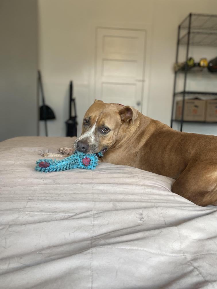 Enlarge Vegas, a Adoptable mixed breed in Pittsburgh, PA image 5/6