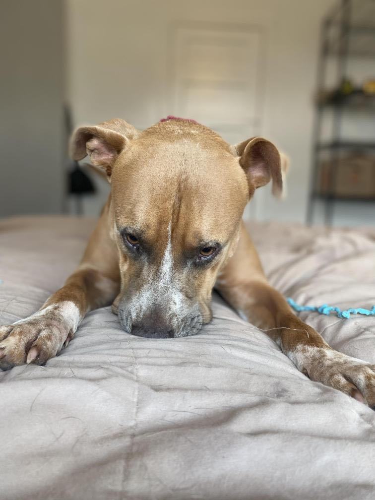 Vegas, Adoptable, Adult Male Pit Bull Terrier.